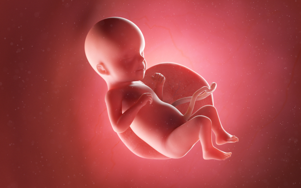 Copilul tău în săptămâna 26 de sarcină. Sexul în săptămâna 26 de sarcină