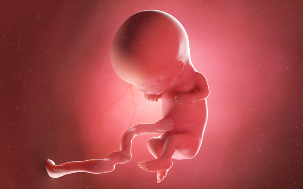 Copilul tău în săptămâna 11 de sarcină (sexul în săptămâna 11 de sarcină)